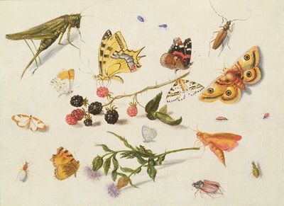 Study of Insects, Flowers and Fruits, 17th century by Ferdinand van Kessel